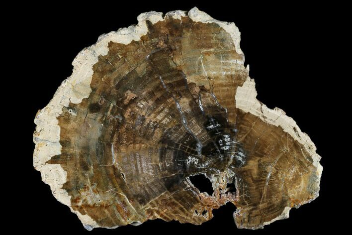 Petrified Wood (Conifer) Slab - Grant County, Washington #175057